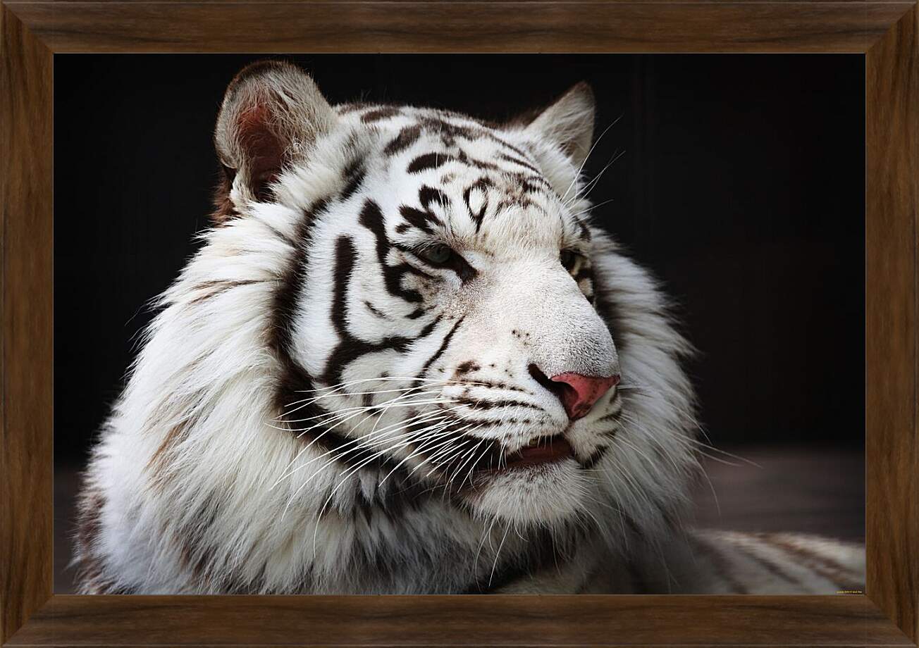 Картина в раме - Белый тигр