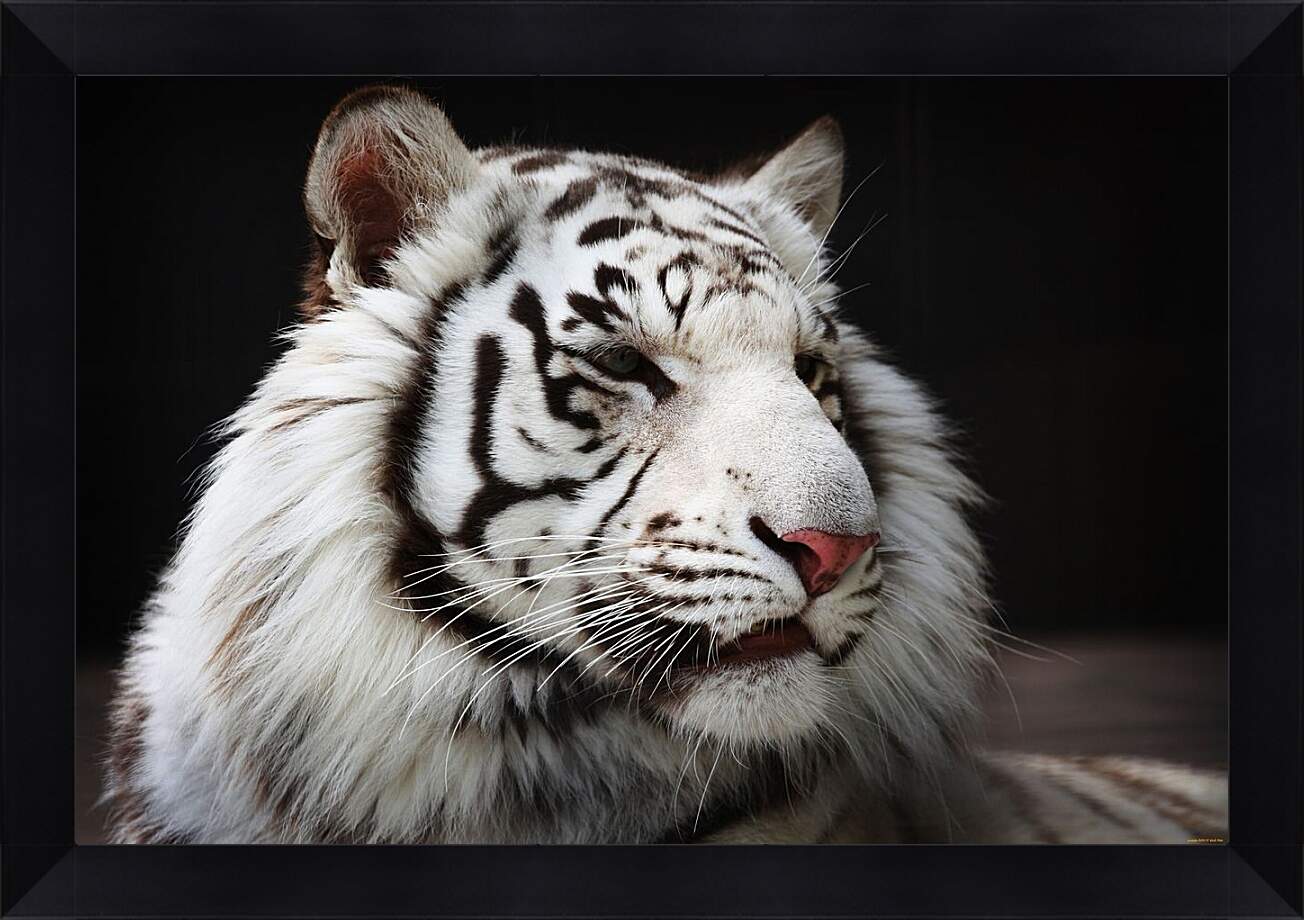 Картина в раме - Белый тигр