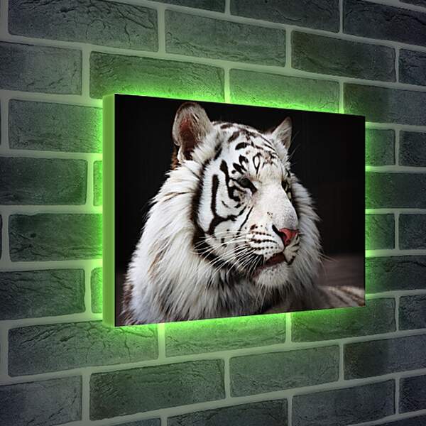 Лайтбокс световая панель - Белый тигр