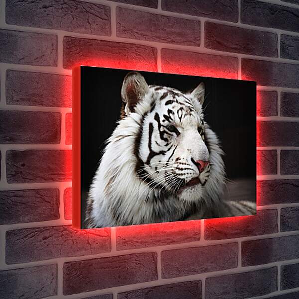 Лайтбокс световая панель - Белый тигр