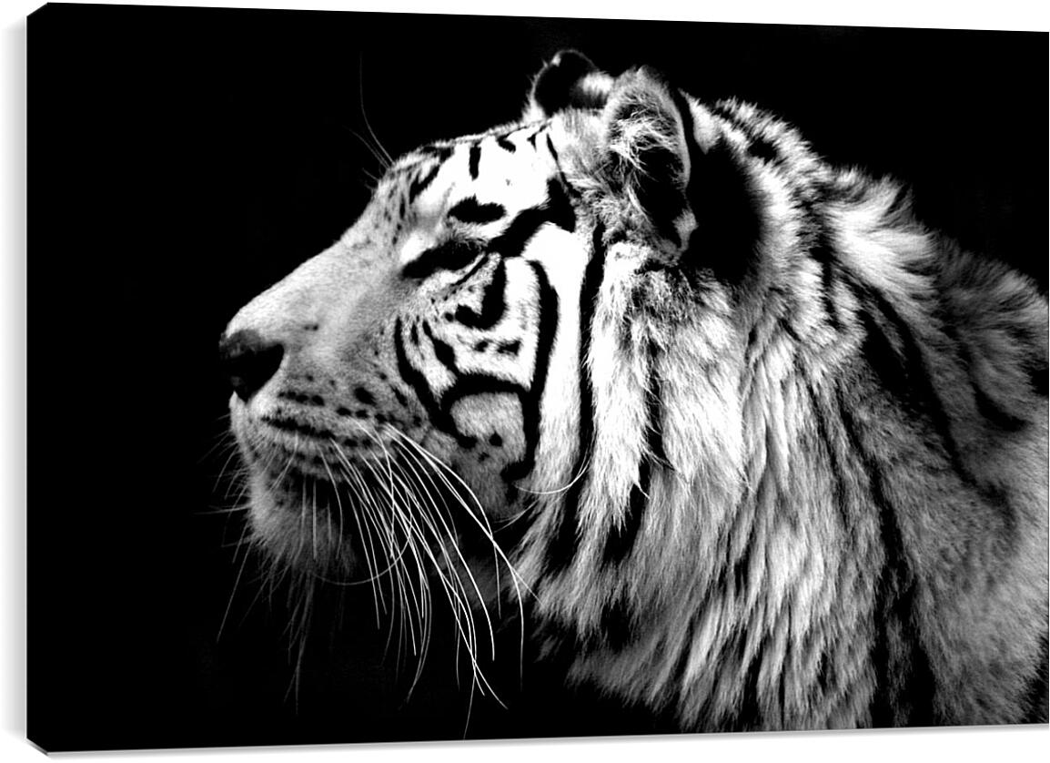 Постер и плакат - Белый тигр. Темнота. Хищник