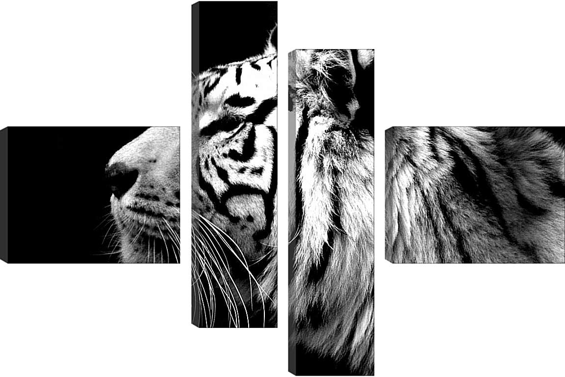 Модульная картина - Белый тигр. Темнота. Хищник