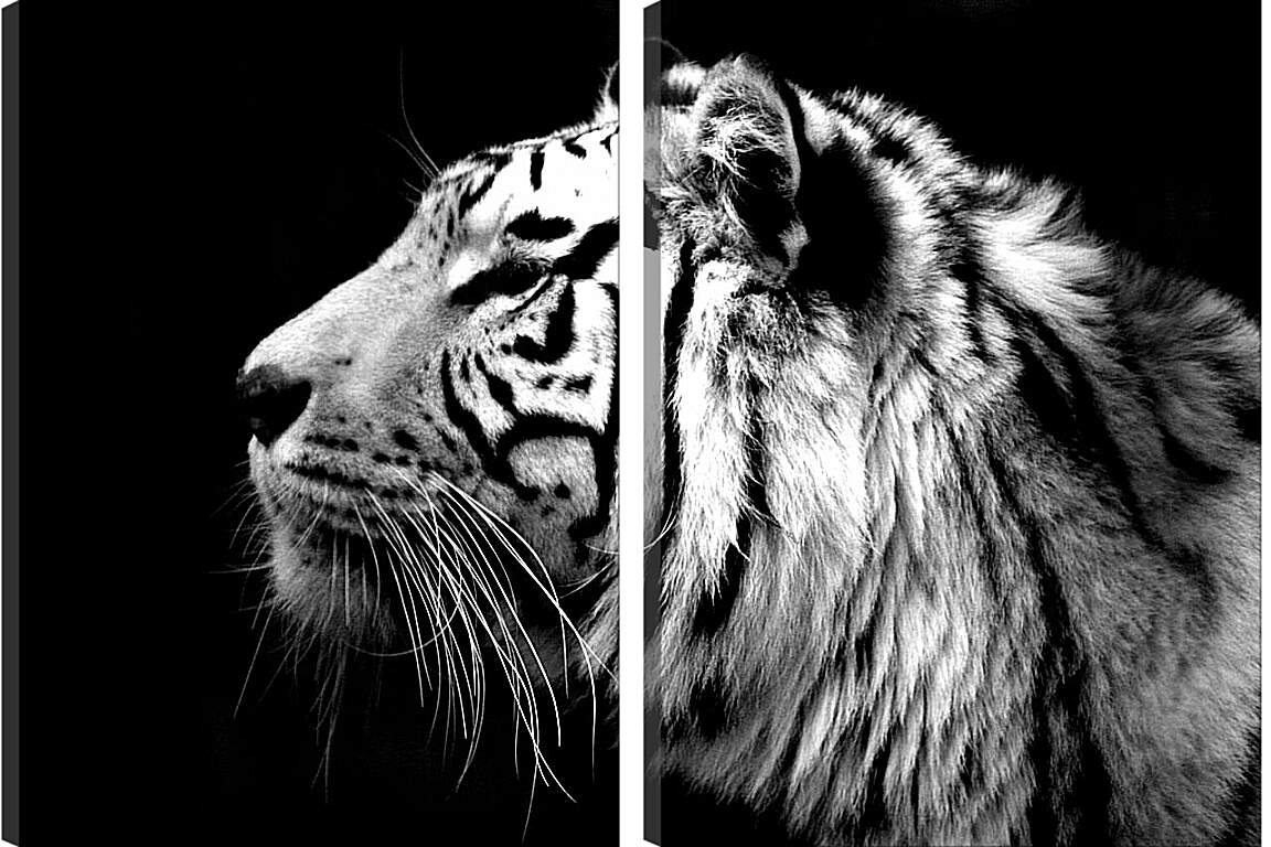 Модульная картина - Белый тигр. Темнота. Хищник