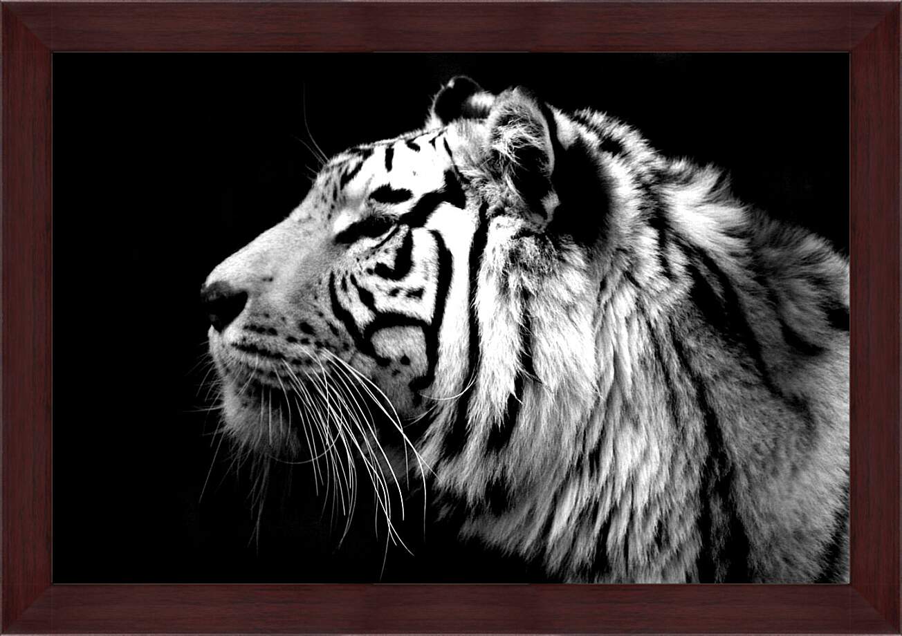 Картина в раме - Белый тигр. Темнота. Хищник