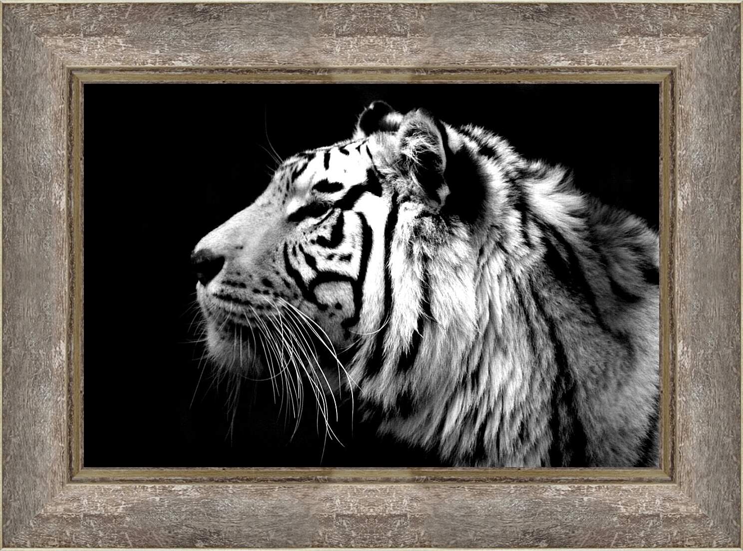 Картина в раме - Белый тигр. Темнота. Хищник