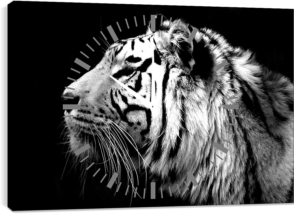 Часы картина - Белый тигр. Темнота. Хищник