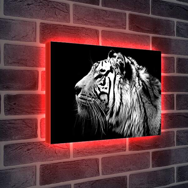 Лайтбокс световая панель - Белый тигр. Темнота. Хищник