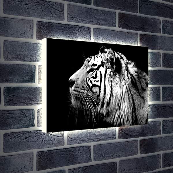 Лайтбокс световая панель - Белый тигр. Темнота. Хищник