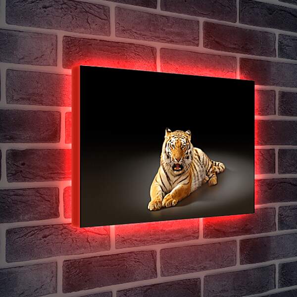 Лайтбокс световая панель - Бенгальский тигр. Коричневый тигр
