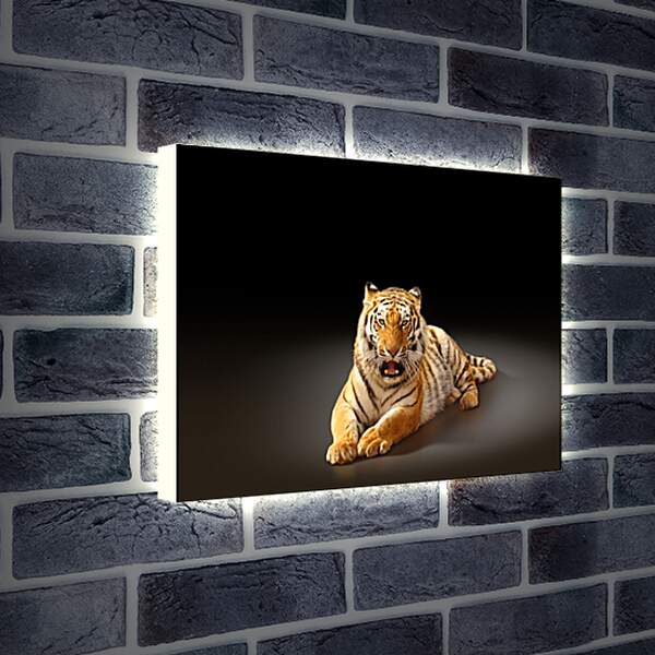 Лайтбокс световая панель - Бенгальский тигр. Коричневый тигр