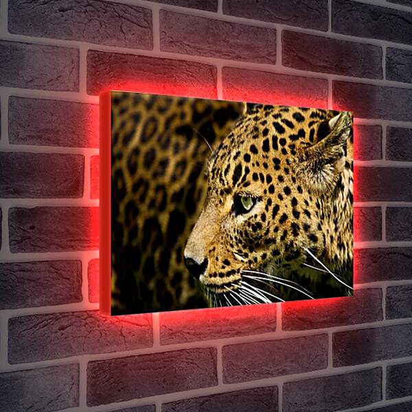 Лайтбокс световая панель - Леопард