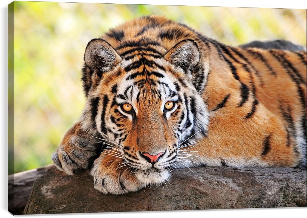 Постер и плакат - Бенгальский тигр отдыхает