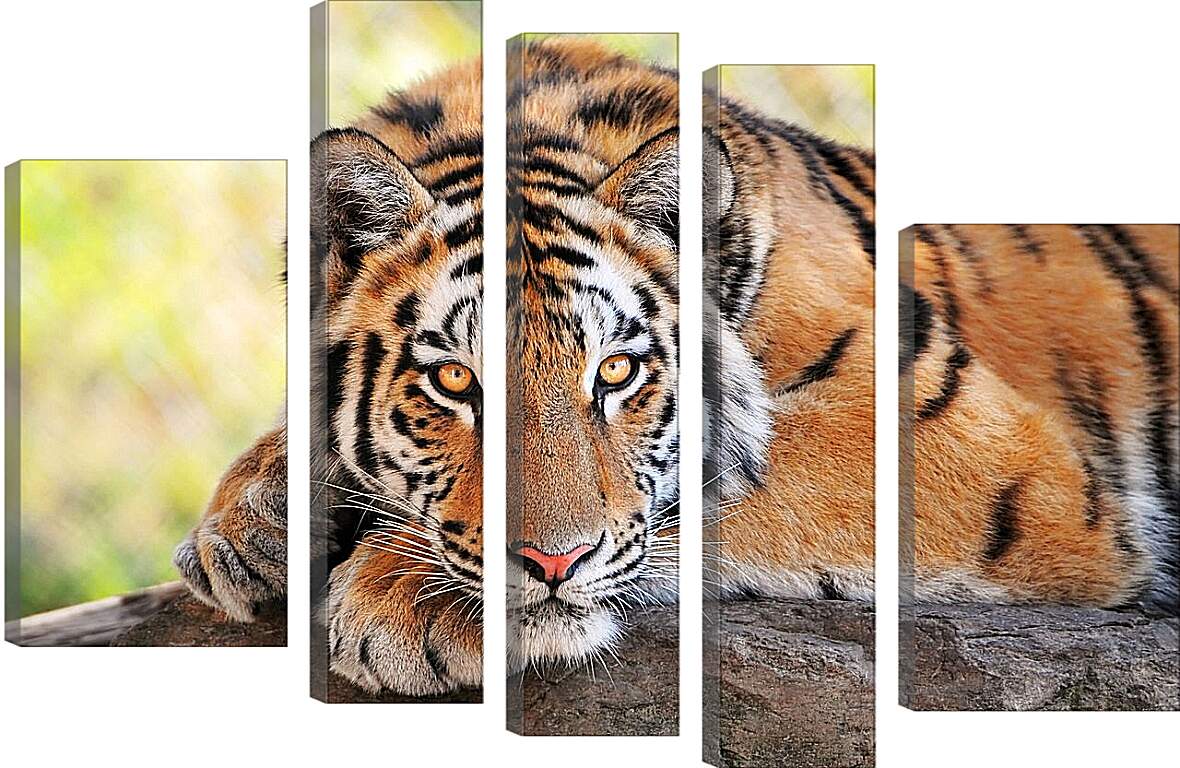 Модульная картина - Бенгальский тигр отдыхает