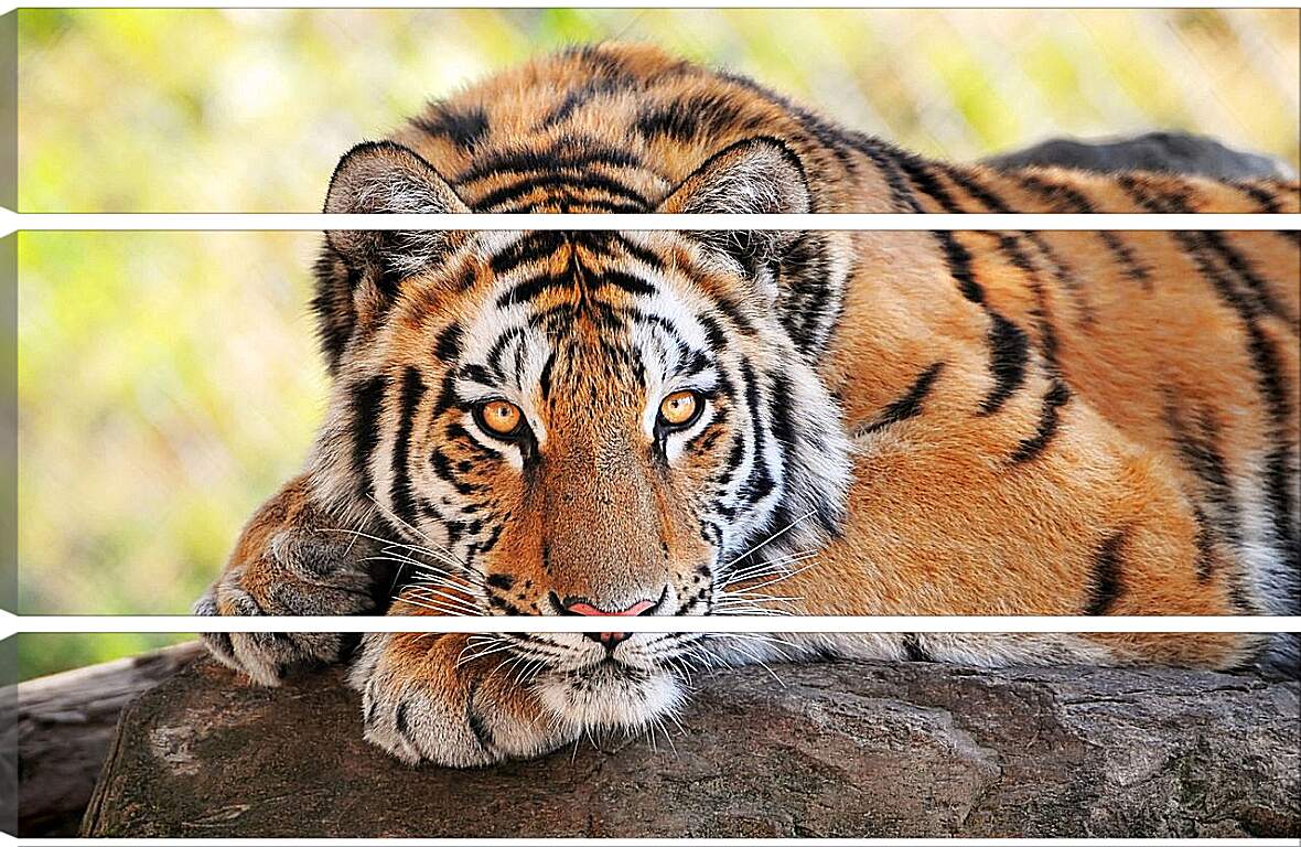 Модульная картина - Бенгальский тигр отдыхает