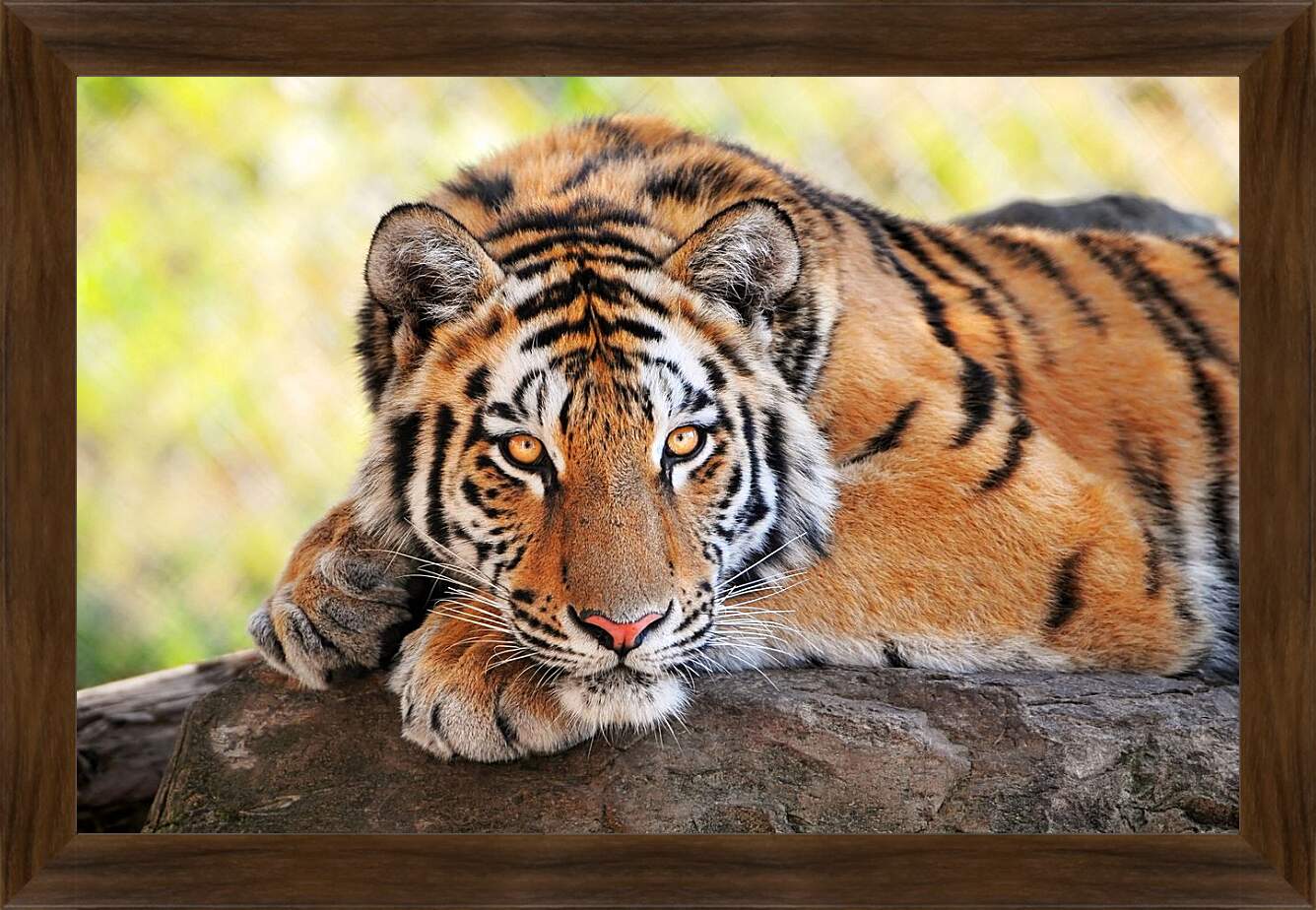 Картина в раме - Бенгальский тигр отдыхает