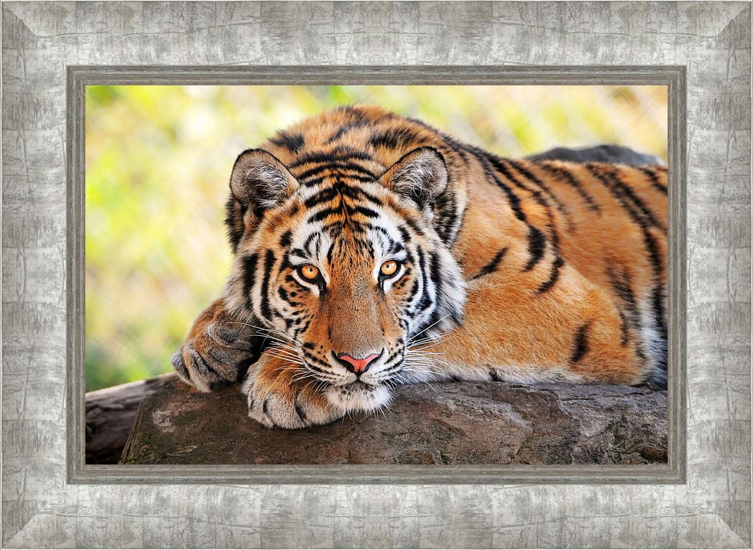 Картина в раме - Бенгальский тигр отдыхает