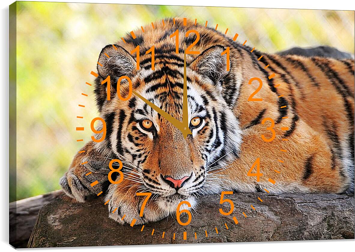 Часы картина - Бенгальский тигр отдыхает