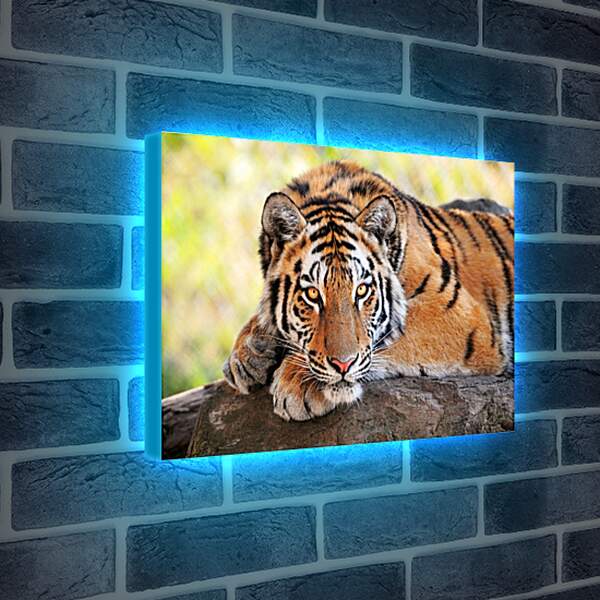 Лайтбокс световая панель - Бенгальский тигр отдыхает