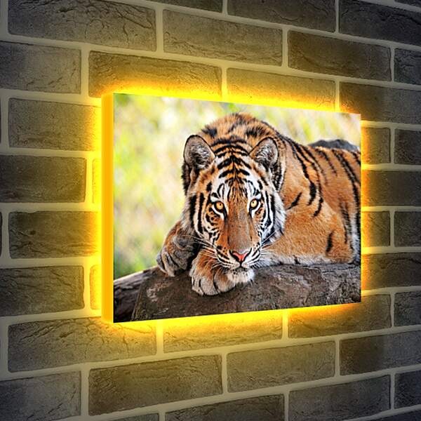 Лайтбокс световая панель - Бенгальский тигр отдыхает