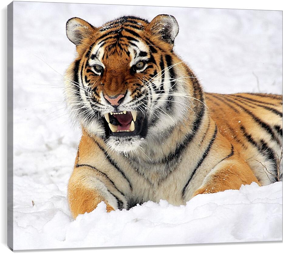 Постер и плакат - Бенгальский тигр в снегу