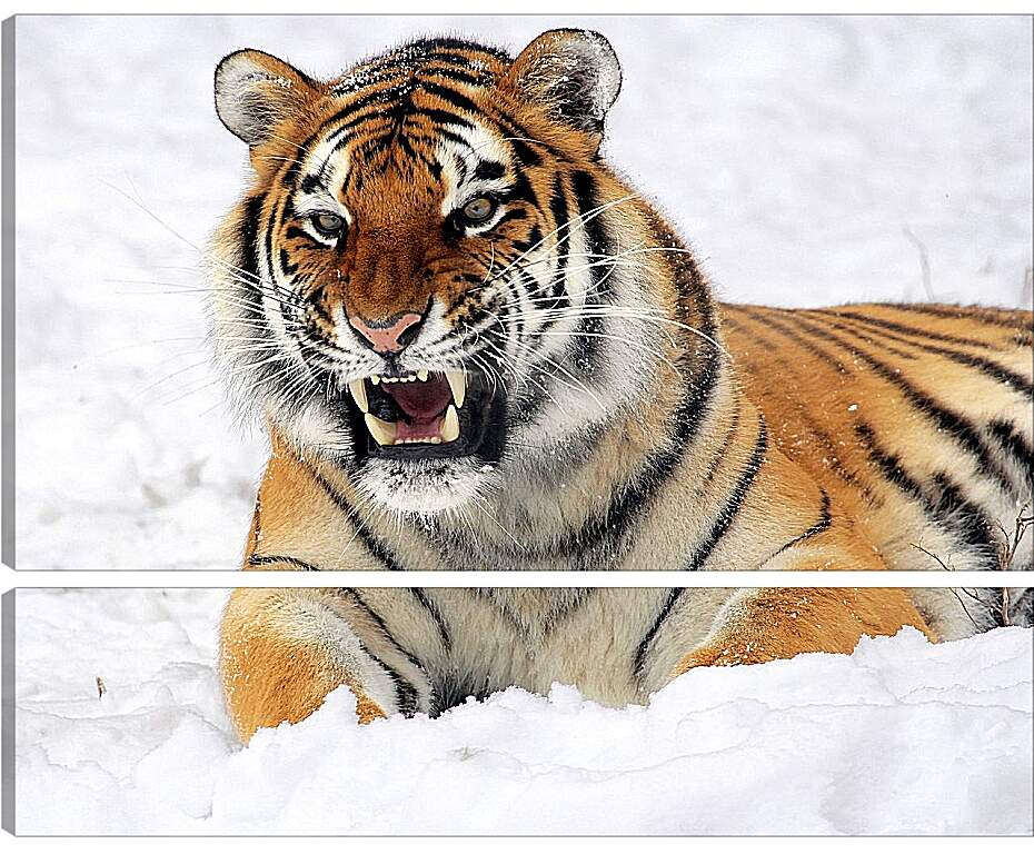 Модульная картина - Бенгальский тигр в снегу