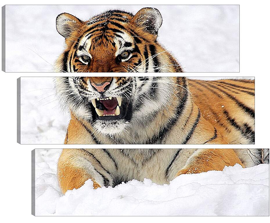 Модульная картина - Бенгальский тигр в снегу