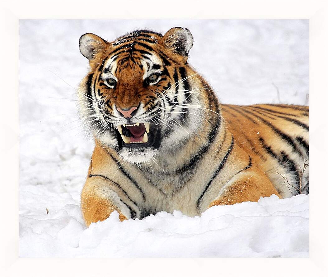 Картина в раме - Бенгальский тигр в снегу