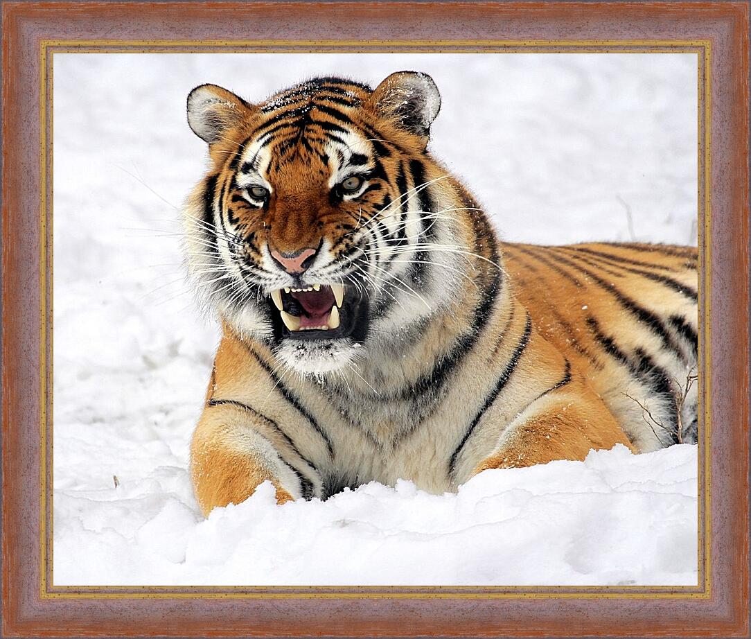 Картина в раме - Бенгальский тигр в снегу