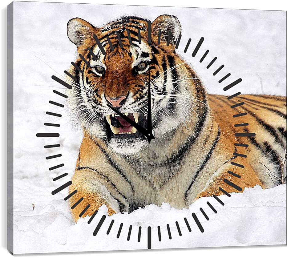 Часы картина - Бенгальский тигр в снегу