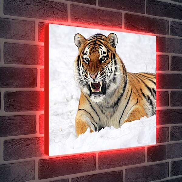 Лайтбокс световая панель - Бенгальский тигр в снегу