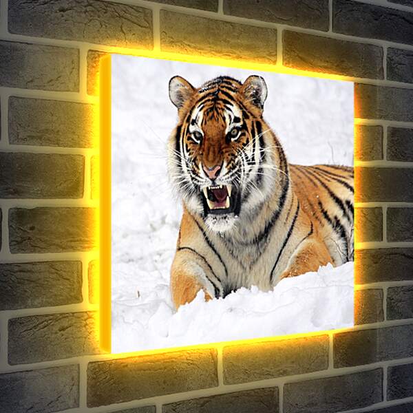 Лайтбокс световая панель - Бенгальский тигр в снегу