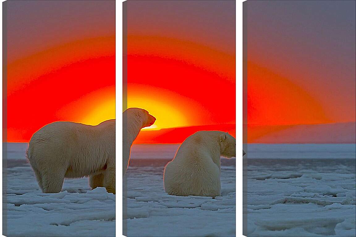 Модульная картина - Белые медведи