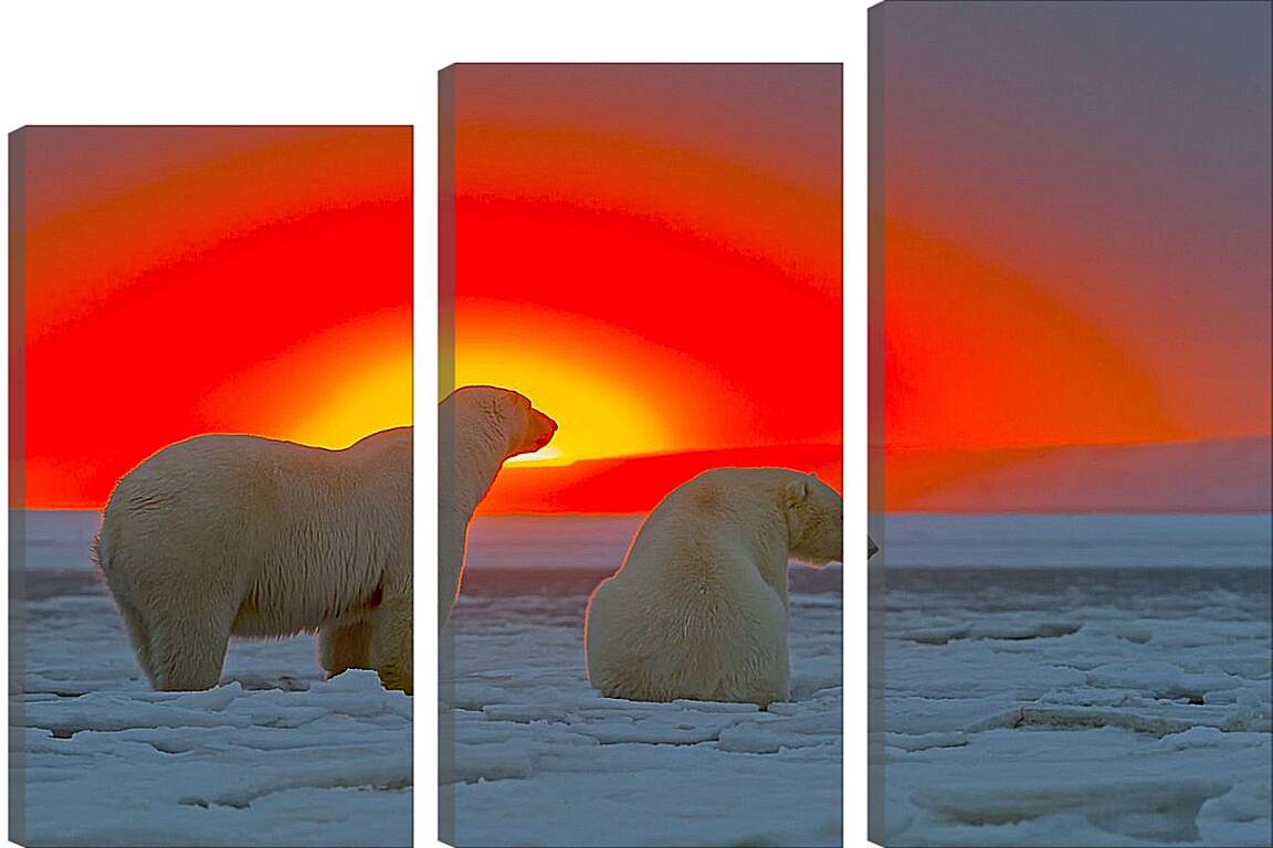 Модульная картина - Белые медведи