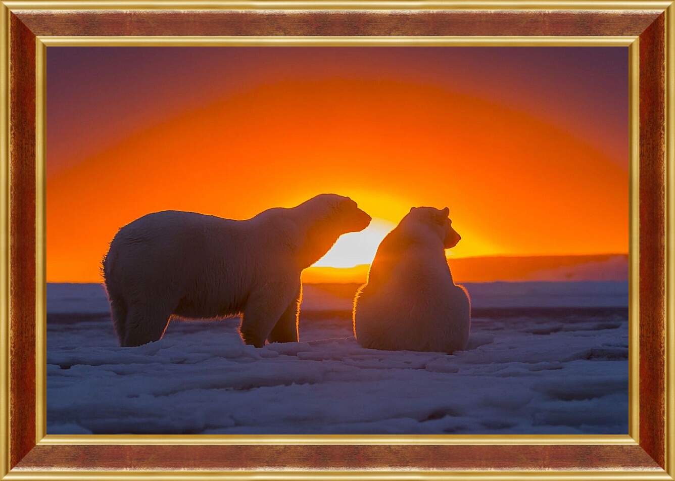 Картина в раме - Белые медведи