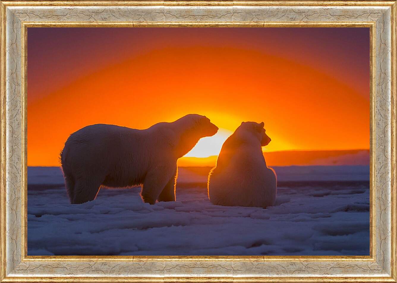 Картина в раме - Белые медведи