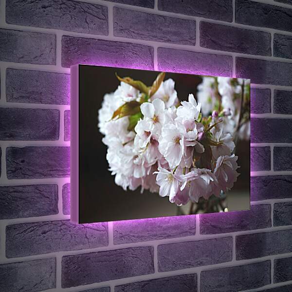 Лайтбокс световая панель - Цветы сакуры