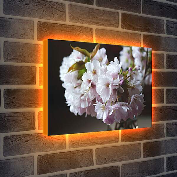 Лайтбокс световая панель - Цветы сакуры