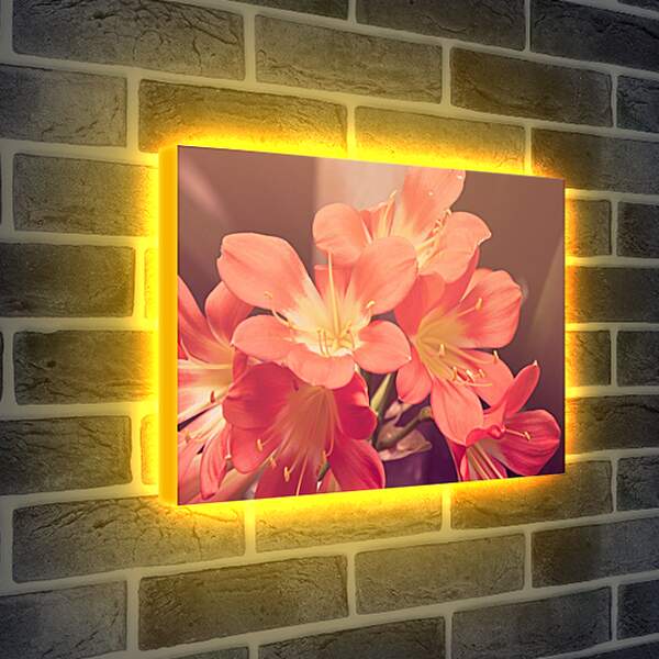 Лайтбокс световая панель - персиковые цветы