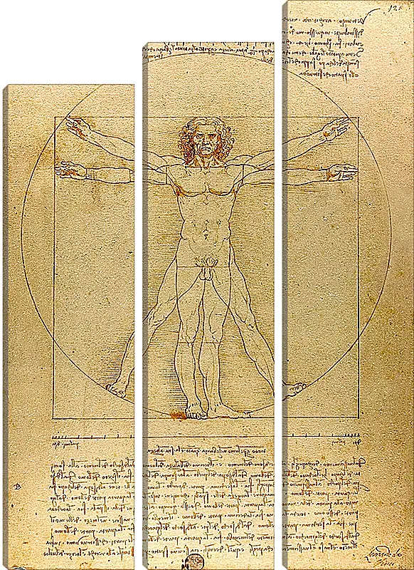 Модульная картина - Витрувианский человек. Леонардо Да Винчи
