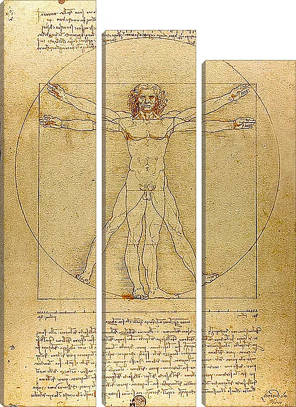 Модульная картина - Витрувианский человек. Леонардо Да Винчи