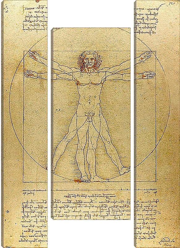 Модульная картина - Витрувианский человек. Леонардо Да Винчи