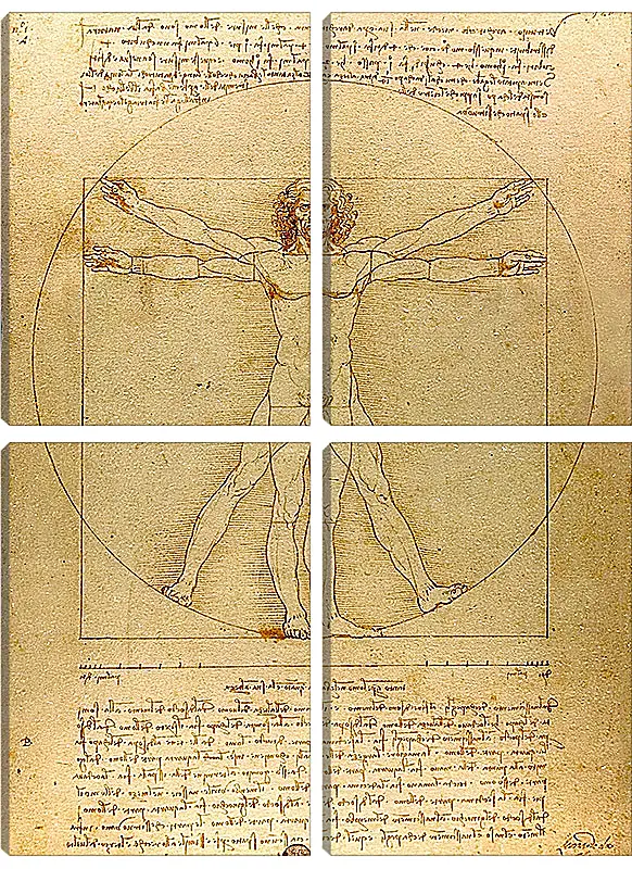 Модульная картина - Витрувианский человек. Леонардо Да Винчи