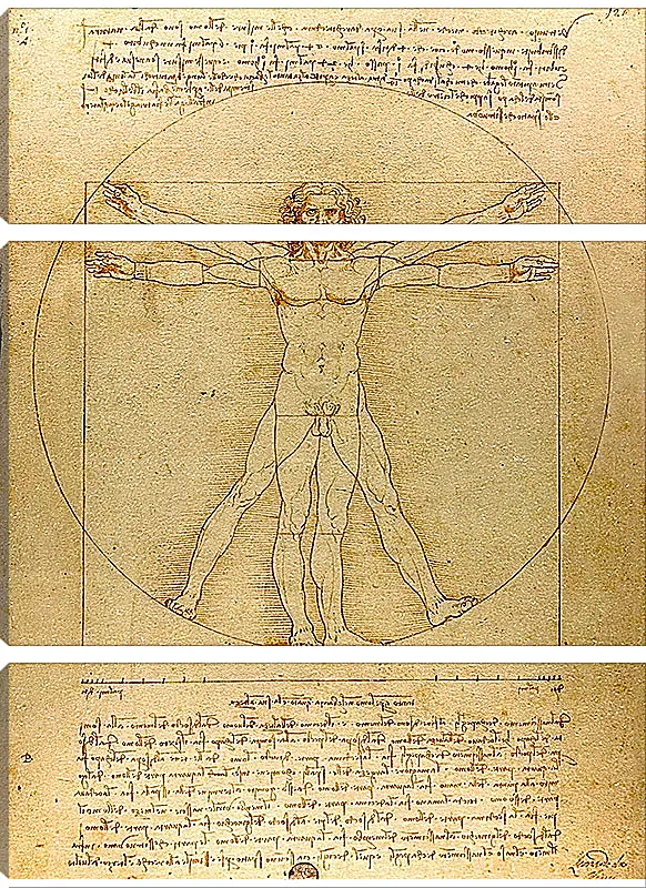 Модульная картина - Витрувианский человек. Леонардо Да Винчи