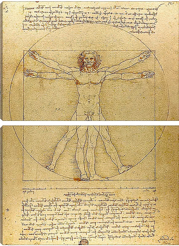 Модульная картина - Витрувианский человек. Леонардо Да Винчи