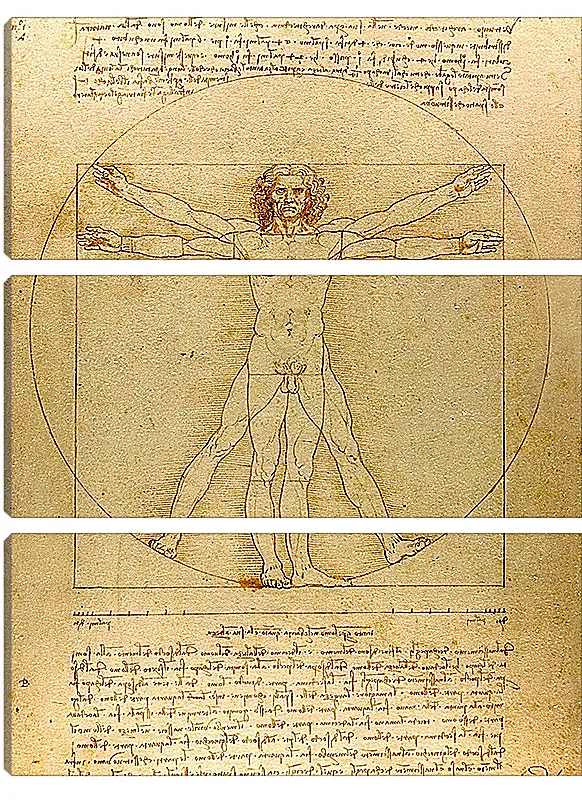 Модульная картина - Витрувианский человек. Леонардо Да Винчи