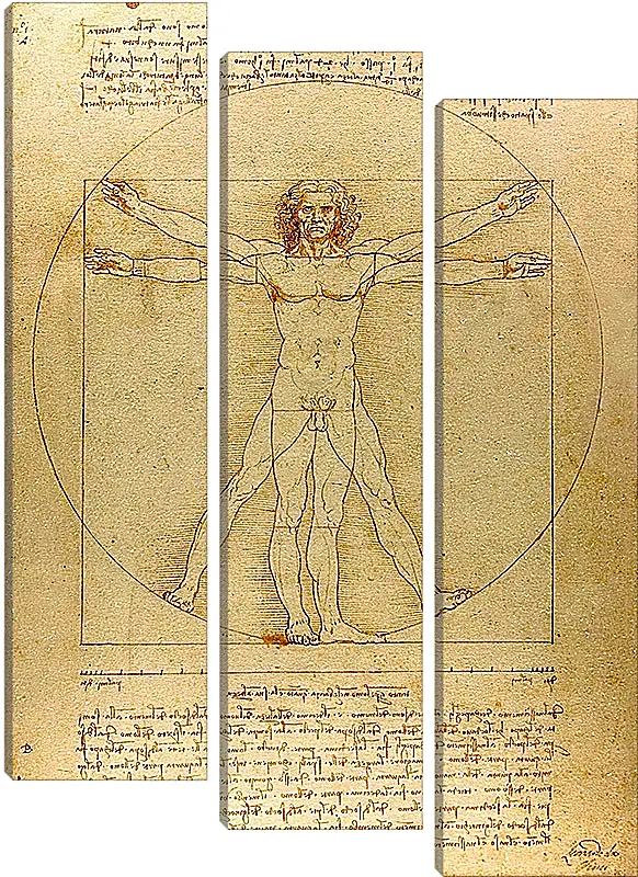 Модульная картина - Витрувианский человек. Леонардо Да Винчи