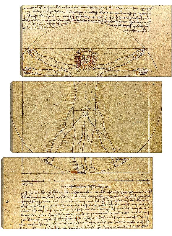 Модульная картина - Витрувианский человек. Леонардо Да Винчи