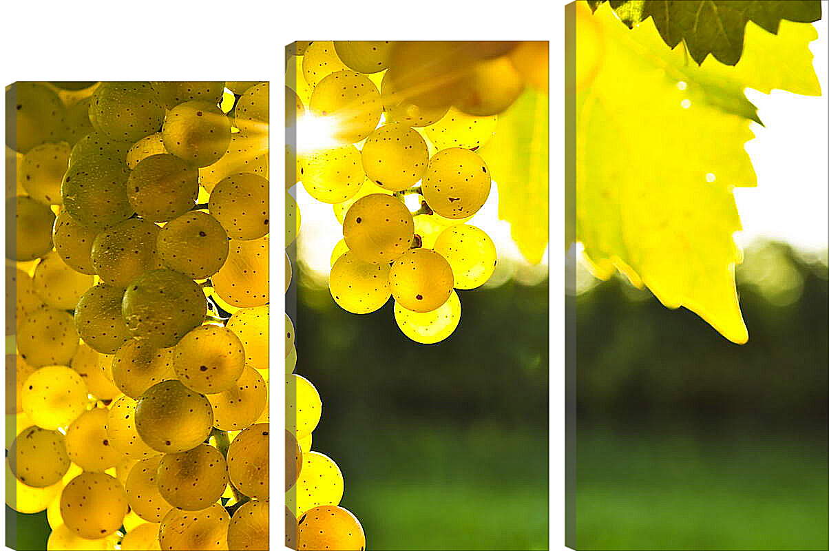Модульная картина - Виноград в лучах солнца