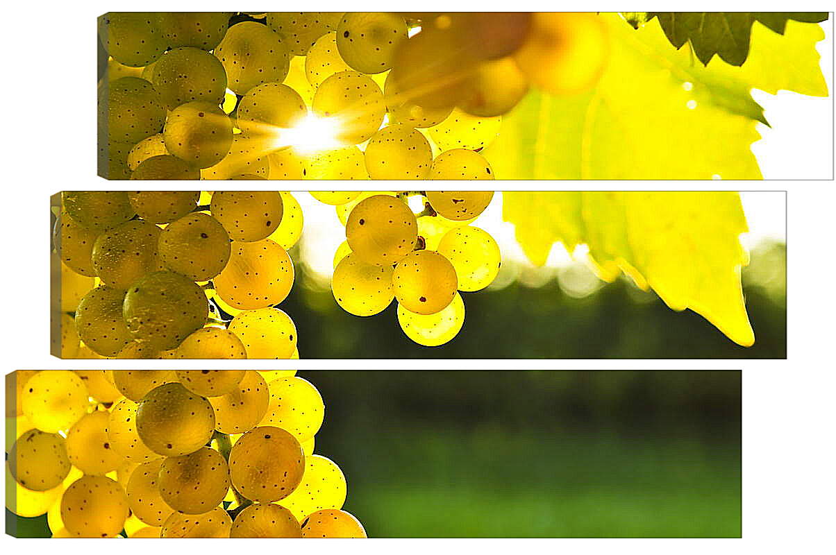 Модульная картина - Виноград в лучах солнца
