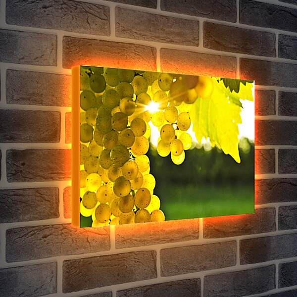 Лайтбокс световая панель - Виноград в лучах солнца